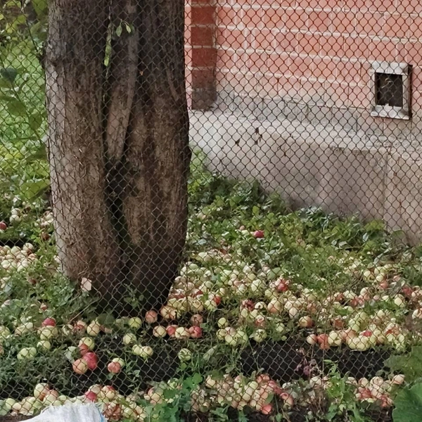 Суксунская яблоня осталась без яблок | Источник: Инфо-портал НЖ Суксун / Telegram