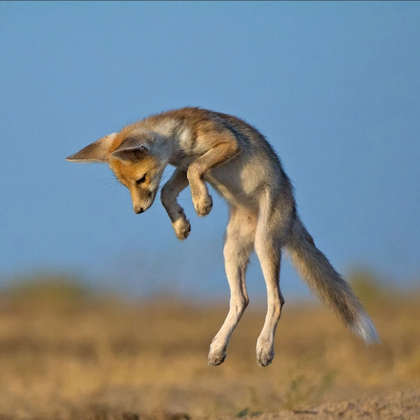 «Притяжения больше нет» | Источник: Manish Vaidya / Nature inFocus Awards 2015