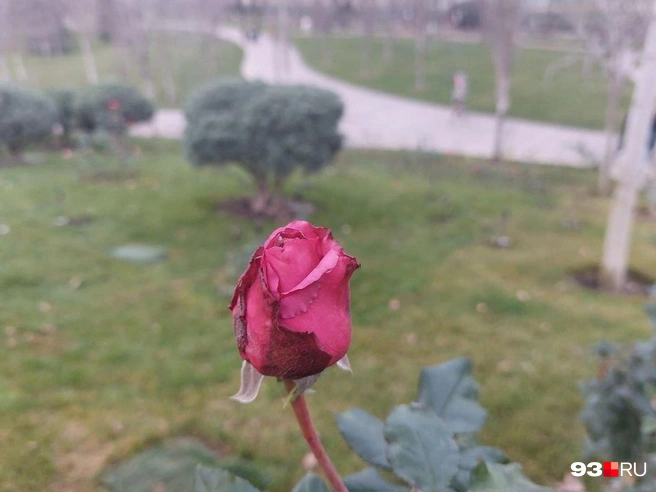 Роза «Фальстаф» названа в честь Джона Фальстафа — персонажа двух пьес и комедии Уильяма Шекспира | Источник: Екатерина Железнова / 93.RU