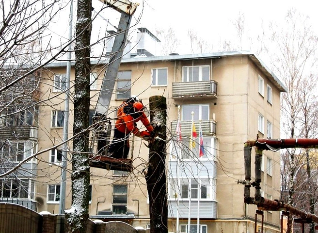 В Рязани спилили аварийные деревья | ya62.ru