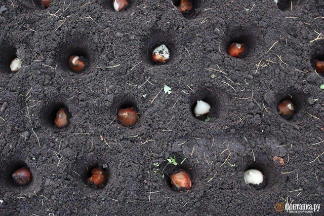 «Фонтанка» покопалась в земле на Елагином. Что из этого выйдет — узнаем в мае | Источник: Сергей Михайличенко / «Фонтанка.ру»