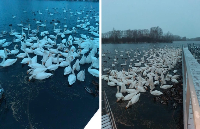 Погода светлое алтайский край