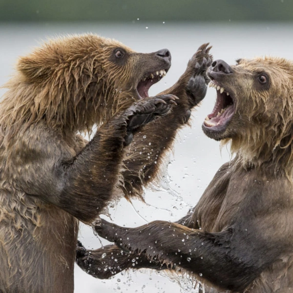 «Хватит меня пугать!» | Источник: Marco Urso / Travel Photographer of the Year 2014