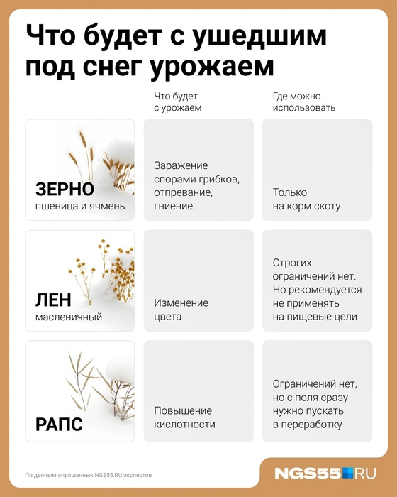Зерно, пролежавшее под снегом, на каравай не сгодится  | Источник: Евгения Бикунова / Городские медиа 