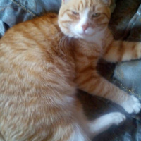 Аватарка Сибирячка