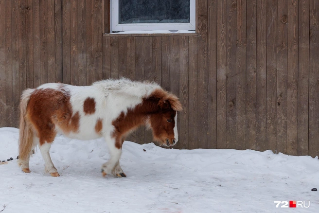 А это тот самый Конек-Горбунок. А настоящее название породы&nbsp;— миниатюрная лошадь (не путать с пони) | Источник: Ирина Шарова / 72.RU