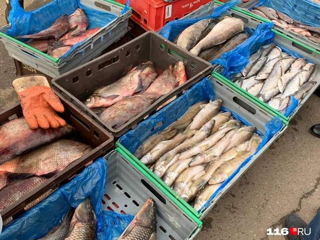 Перчатка на рыбе — как отдельный вид искусства | Источник: Ильгиз Шарифзянов / 116.RU