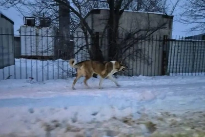 Бастрыкин поручил возбудить дело из-за стай собак
