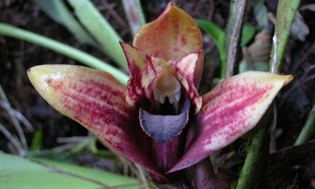 Фотограф случайно открыл новый вид орхидей в тропиках Эквадора