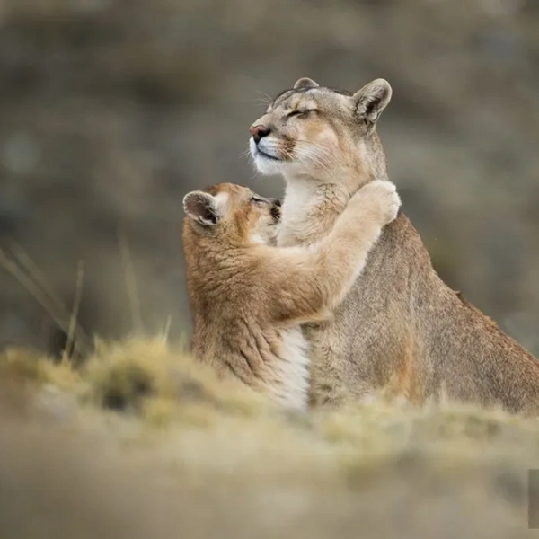 «Теплее мамы зверя нет» | Источник: Amit Eshel / Travel Photographer of the Year 2019
