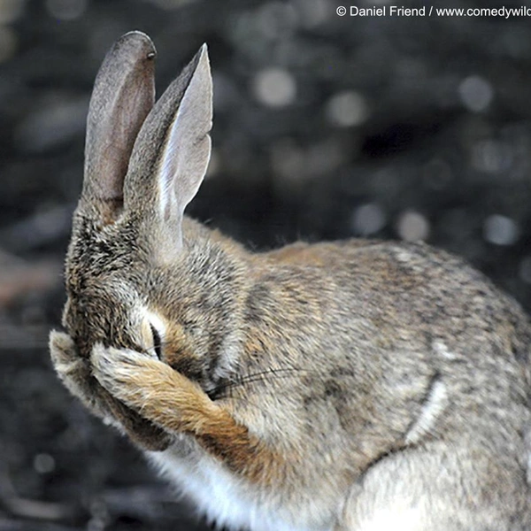 Источник: Nikon Comedy Wildlife Awards