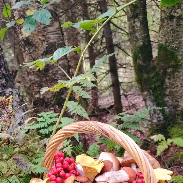 Источник: Кристина Мартынова / Грибы в Подмосковье 2025 / VK.com