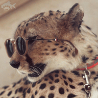 Аватарка nindos86