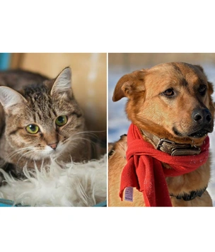 Котопёс на карантине: кошка Дарёна и пес Киоки ждут своих людей
