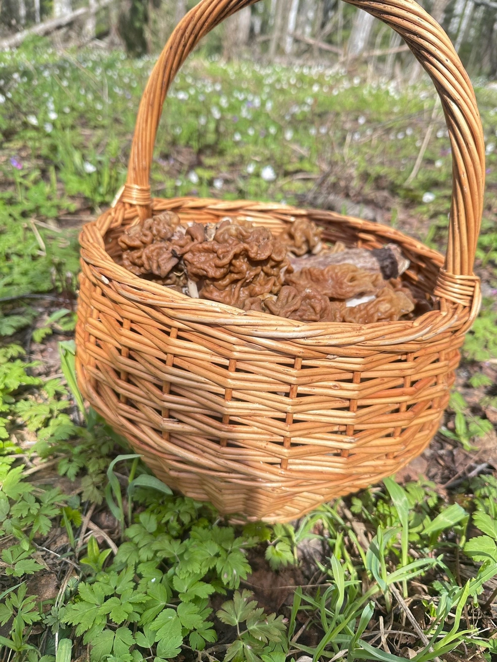 «Улов» вышел богатым | Источник: Александра Карамазова / «Дары лесов Урала» / Vk.com