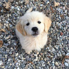 userpic__cappikzosure