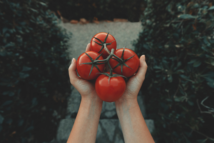 нитраты в помидорах и огурцах