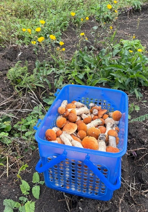 Тамара отправилась на тихую охоту в Красноярский район — вот её улов | Источник: Грибы и Грибники Самарская область / Vk.com 