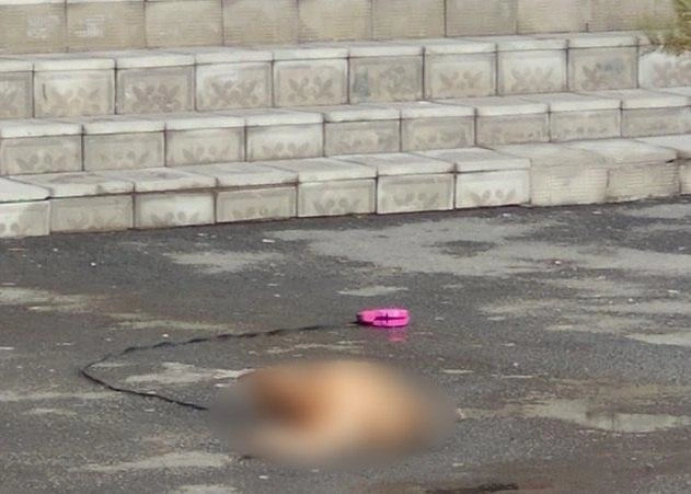 Собаку обнаружили мертвой под окнами высотки в Академ Riverside в минувшие выходные | Источник: Татьяна Фекличева / vk.com