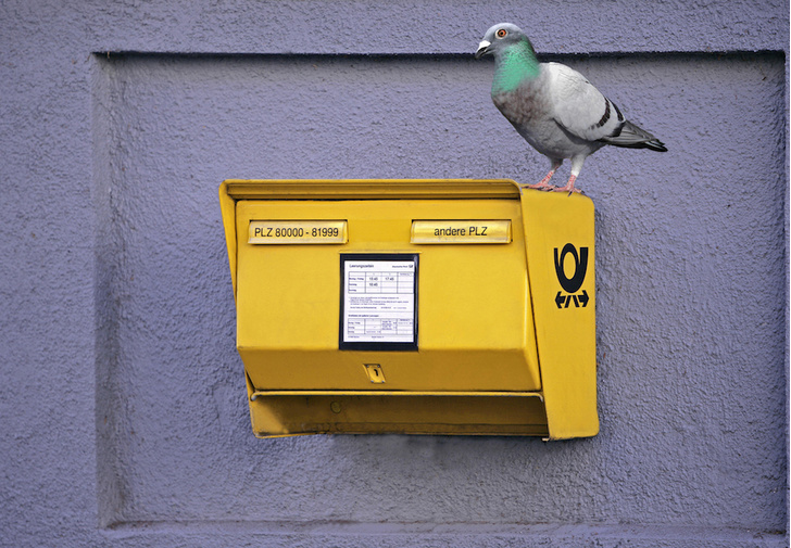 Птица-навигатор: 8 историй о голубиной почте
