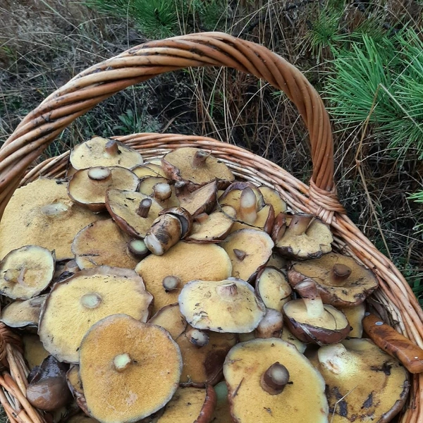 А вот такой сбор получился у любительницы тихой охоты на юге Подмосковья | Источник: Светлана Хохлова / Грибы в Подмосковье 2025 / VK.com