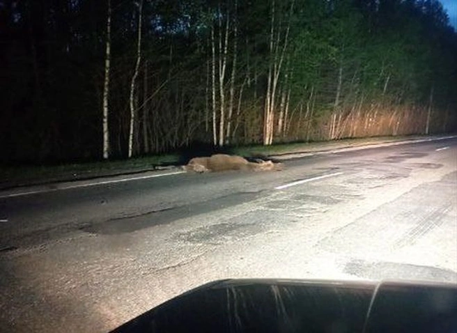 В Касимовском районе сбили лося | ya62.ru