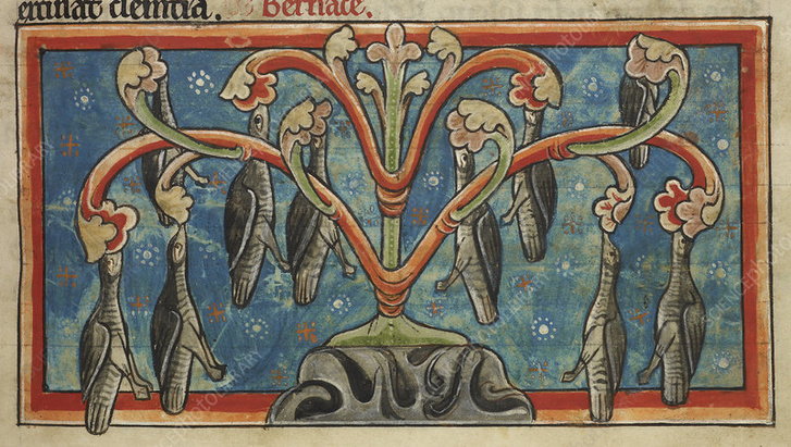 Фото №1 - Почему в Средние века люди считали, что птицы казарки растут на деревьях