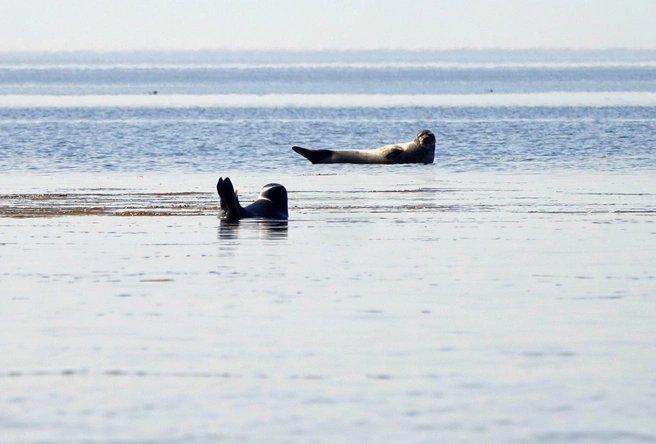 Тюлени отдыхают, разглядывая нечастых туристов | Источник: Евгений Марсаков