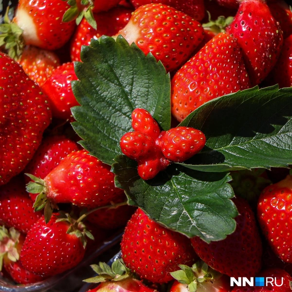 Ягоды сочные и яркие | Источник: Наталья Бурухина / NN.RU