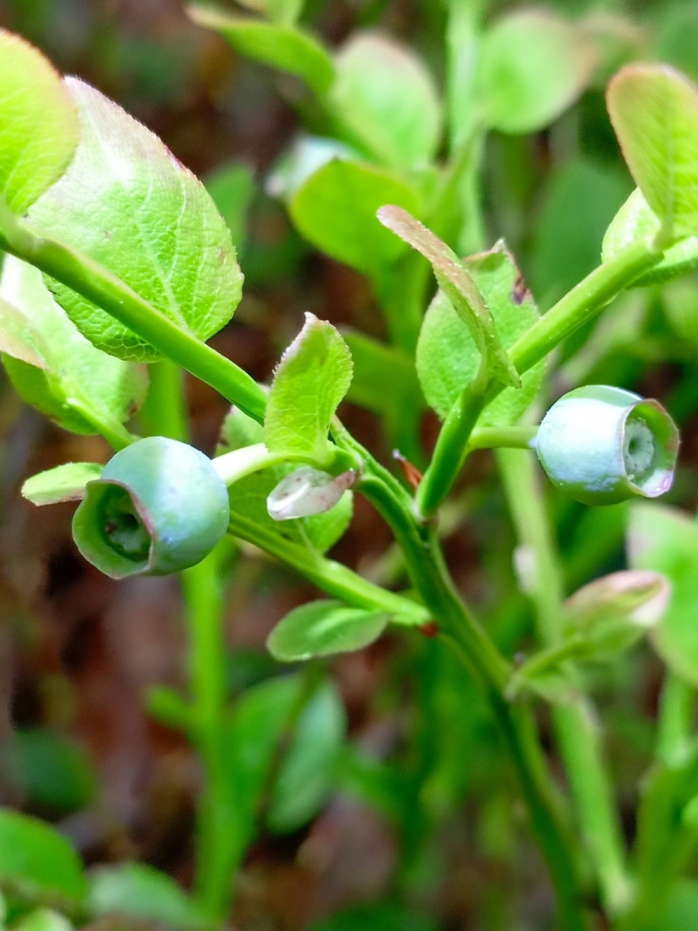 Источник: Вероника Черанева