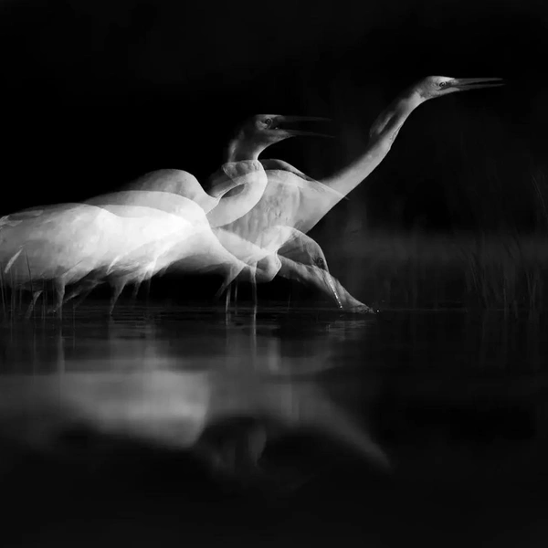 Финалист в номинации «Черно-белое фото» | Источник: Darya Ostapenko / Bird Photographer of the Year 2025