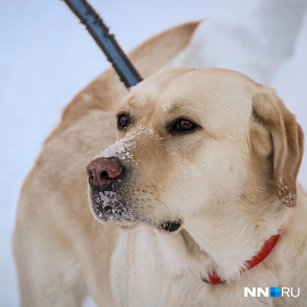 Розовый нос в снегу | Источник: Наталья Бурухина / NN.RU