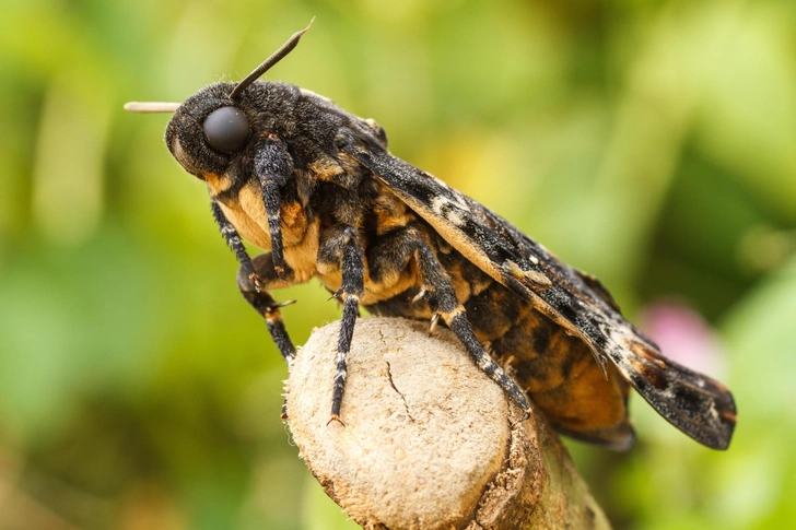 Чудесные чешуекрылые: занимательные факты о бабочках бражниках | Источник: LFRabanedo/Shutterstock/Fotodom.ru