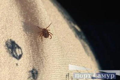 Более 60 жителей Приамурья пострадали от укусов клещей за неделю