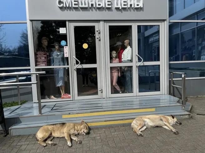 Бродячие собаки нападают на людей в Адлере — женщину чуть не загрызли, ее буквально отбили соседи — жуткое видео