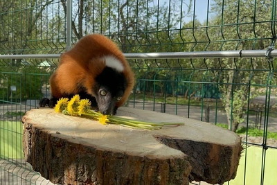 В Ленинградском зоопарке назвали сроки переезда животных