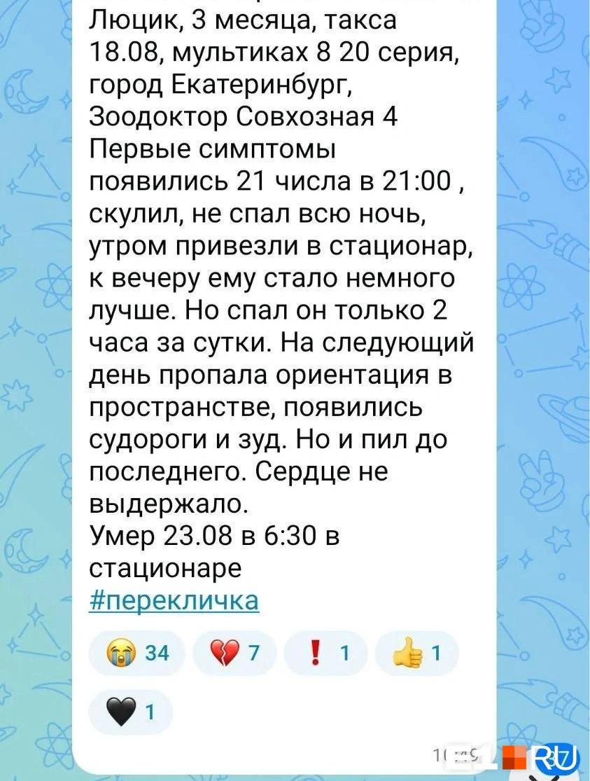 Люцик умер после прививки в ветклинике в Екатеринбурге | Источник: читатель E1.RU