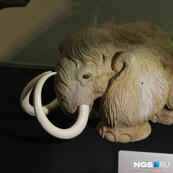 Небольшого мамонта показали на выставке  | Источник: Маргарита Резникова / NGS.RU