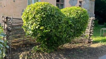 Летняя версия куста-сердца | Источник: Телеграм-канал Руслана Качаева