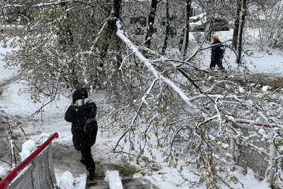 Циклон в трех регионах: тысячи поваленных деревьев и жертвы