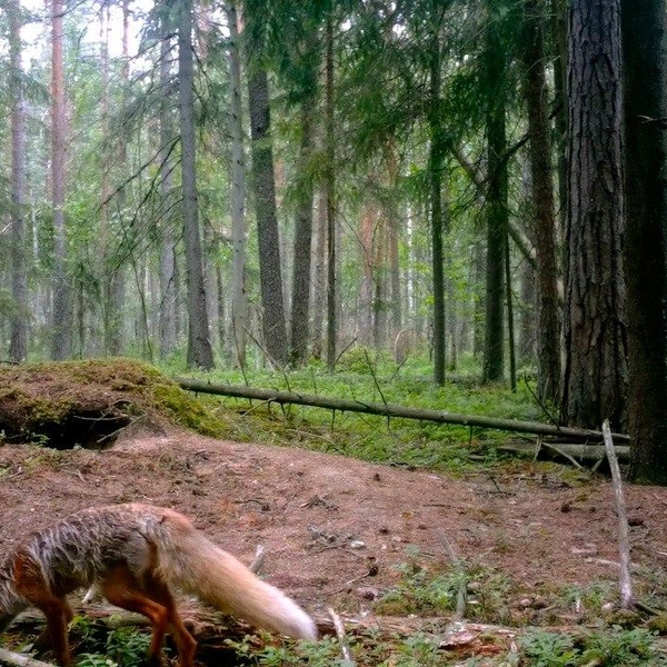 Источник: Каждой твари по паре