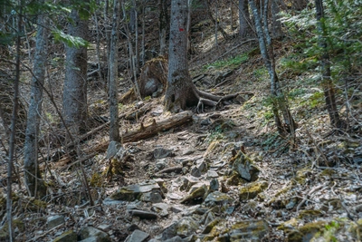 В Хабаровском крае отсутствуют лесные пожары