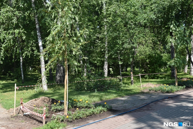 В парке начали высаживать цветы | Источник: Алёна Яхтина / NGS.RU