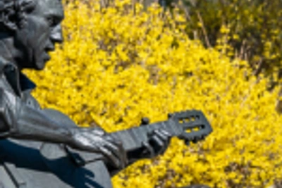 Весна во Владивостоке: цветут форзиции, тюльпаны и рододендрон