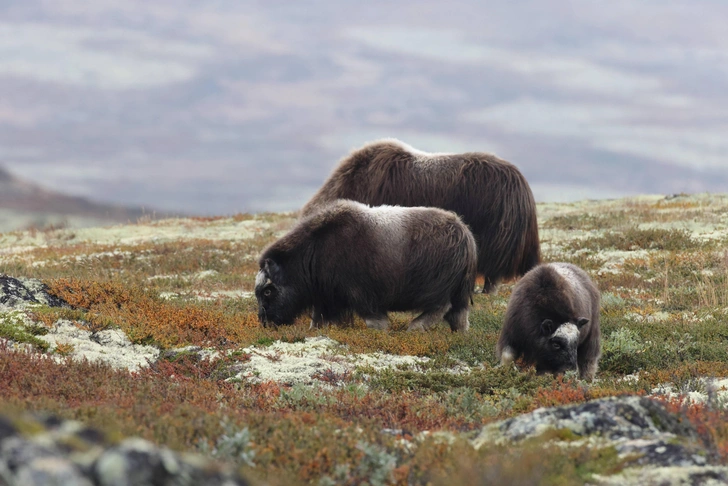 Овцебыки в национальном парке Доврефьель, Норвегия | Источник: Zoonar via Legion Media 