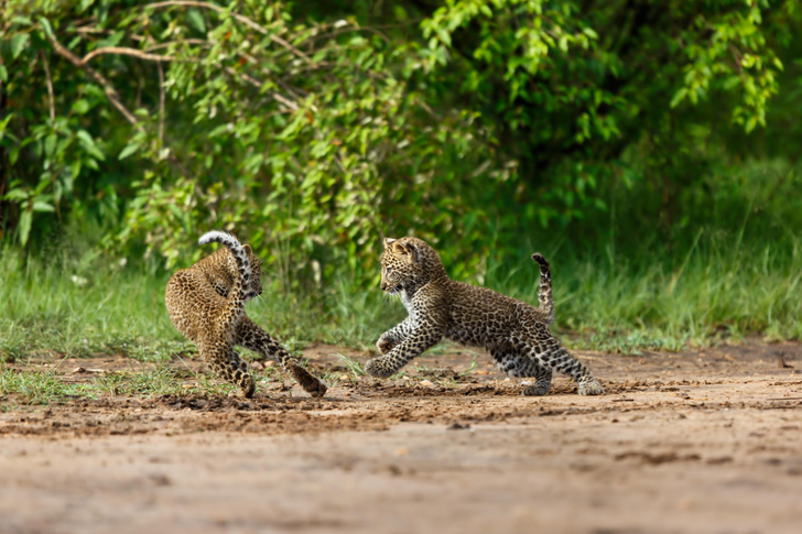 Царство дикой кошки: история одного леопарда