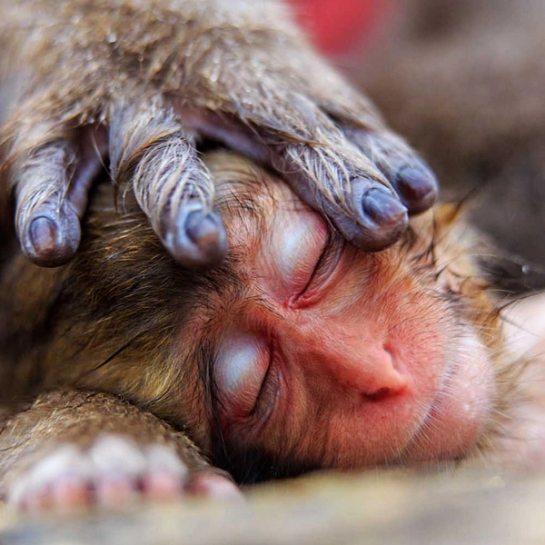 «Спи, моя радость, усни» | Источник: Alain Mafart Renodier / European Wildlife Photographer of the Year 2016