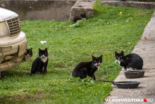 Источник: Елена Буйвол / VLADIVOSTOK1.RU
