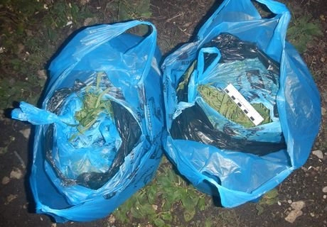 За неделю в Рязанской области изъято 5 кг марихуаны | ya62.ru