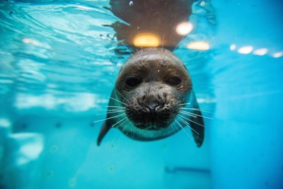 Байкальские нерпы получат GPS-метки